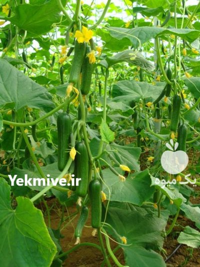 فروش بذر خیار استورم در ایلام در گروه خرید و فروش بذر خیار در یکمیوه -عکس2