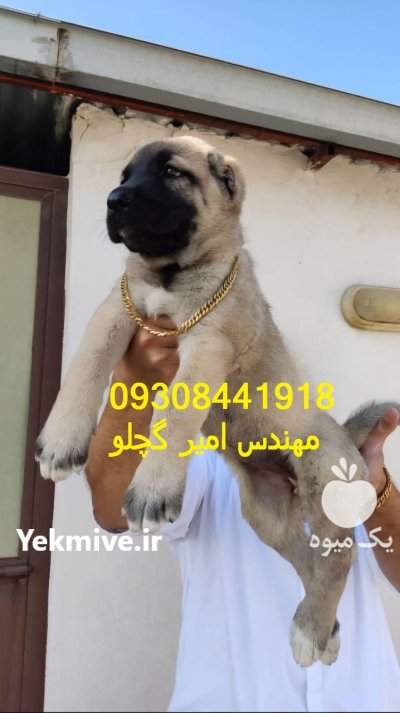 سگ کانگال اصیل برای فروش بهترین در بروجن در گروه سگ و گربه در یکمیوه -عکس1