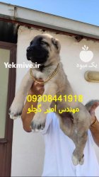 سگ کانگال اصیل برای فروش بهترین در بروجن در گروه سگ و گربه در یکمیوه