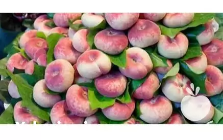 قیمت خرید نهال هلو انجیری در میاندوآب در گروه خرید و فروش نهال در یکمیوه -عکس1