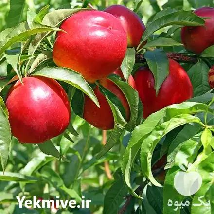 فروش نهال شلیل در میاندوآب در گروه خرید و فروش نهال میوه در یکمیوه -عکس1