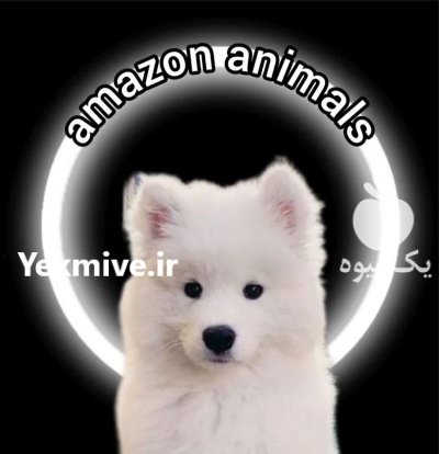 فروش توله سامویید در تهران در گروه سگ و گربه در یکمیوه -عکس1