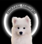 فروش توله سامویید در تهران در گروه سگ و گربه در یکمیوه