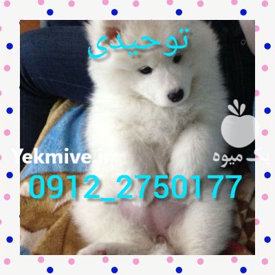 واگذاری سگ سامویید جذاب در کرج در گروه سگ و گربه در یکمیوه -عکس1