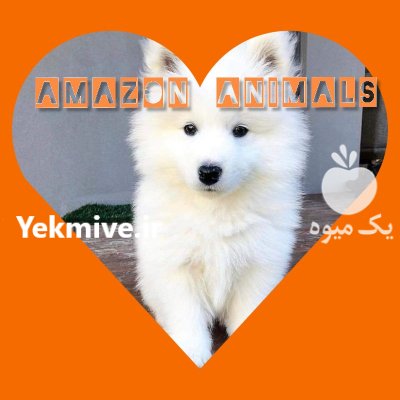 سامویید سگ خانواده در تهران در گروه سگ و گربه در یکمیوه -عکس1