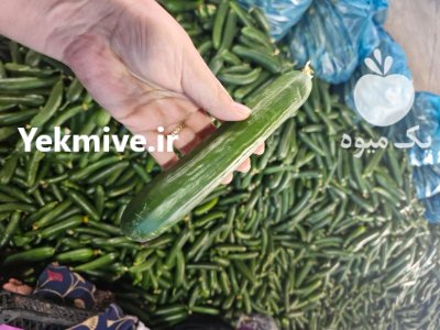 فروش خیار گلخانه ای صادراتی در یزد در گروه خرید و فروش خیار در یکمیوه -عکس1