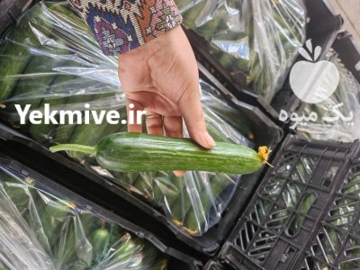 فروش خیار گلخانه ای صادراتی در یزد در گروه خرید و فروش خیار در یکمیوه -عکس2