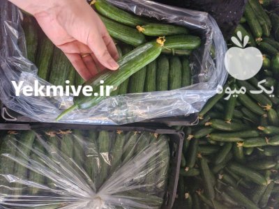 فروش خیار گلخانه ای صادراتی در یزد در گروه خرید و فروش خیار در یکمیوه -عکس3