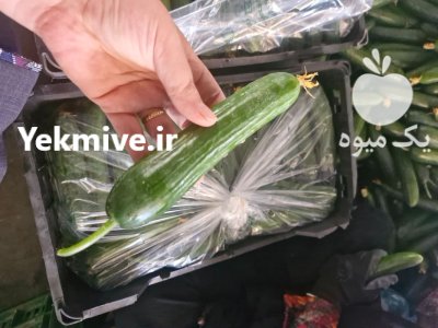 فروش خیار گلخانه ای صادراتی در یزد در گروه خرید و فروش خیار در یکمیوه -عکس4