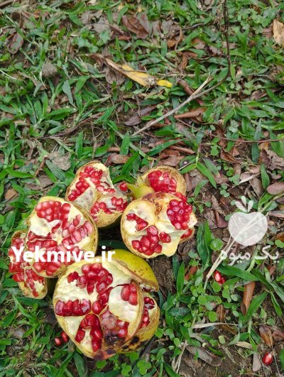 فروش انار ترش درجه یک در رشت در گروه خرید و فروش انار در یکمیوه -عکس2