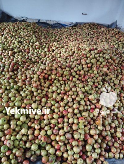 فروش انار ترش درجه یک در رشت در گروه خرید و فروش انار در یکمیوه -عکس3