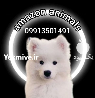 فروش توله سامویید و سگ سامویید در گروه سگ و گربه در یکمیوه -عکس1