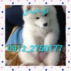 واگذاری سگ سامویید جذاب در کرج در گروه سگ و گربه در یکمیوه