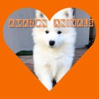 سامویید سگ خانواده در تهران در گروه سگ و گربه در یکمیوه