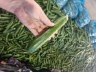فروش خیار گلخانه ای صادراتی در یزد در گروه خرید و فروش خیار در یکمیوه