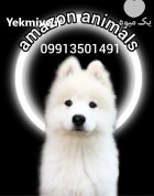 فروش توله سامویید مو بلند در تهران در گروه سگ و گربه در یکمیوه