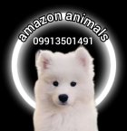 فروش توله سامویید و سگ سامویید در گروه سگ و گربه در یکمیوه