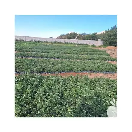 قیمت خرید نهال گل محمدی در الیگودرز در گروه خرید و فروش نهال گل محمدی در یکمیوه -عکس1