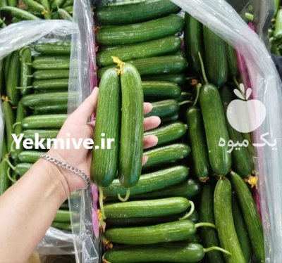 فروش خیار گلخانه ای در یزد در گروه خرید و فروش خیار در یکمیوه -عکس1