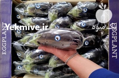 فروش بادمجان لامپی گلخانه ای در گروه خرید و فروش بادمجان در یکمیوه -عکس1