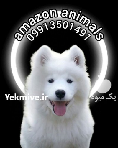 فروش توله سامویید وارداتی در تهران در گروه سگ و گربه در یکمیوه -عکس1