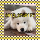 سگ سامویید ارزان در کرج در البرز در گروه سگ و گربه در یکمیوه