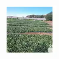 قیمت خرید نهال گل محمدی در الیگودرز در گروه خرید و فروش نهال گل محمدی در یکمیوه