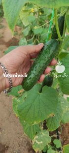فروش خیار خاردار در گروه خرید و فروش خیار در یکمیوه