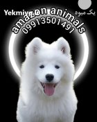 فروش توله سامویید وارداتی در تهران در گروه سگ و گربه در یکمیوه