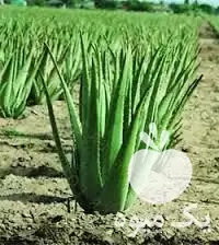 قیمت خرید برگ آلوئه ورا در گنبد کاووس در گروه خرید و فروش گیاهان دارویی در یکمیوه -عکس1