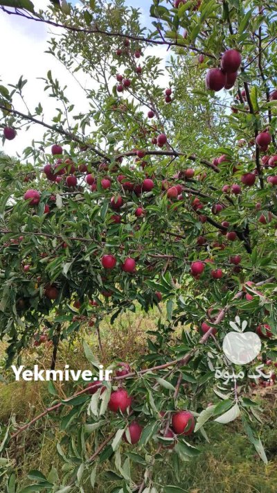 فروش سیب ارگانیک در تبریز در گروه خرید و فروش سیب در یکمیوه -عکس1