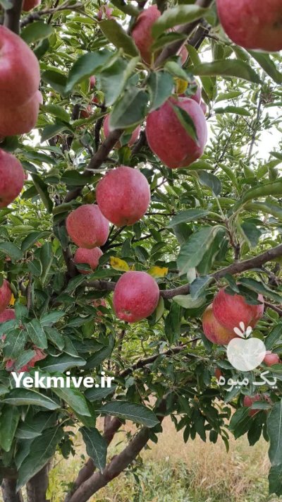 فروش سیب ارگانیک در تبریز در گروه خرید و فروش سیب در یکمیوه -عکس2