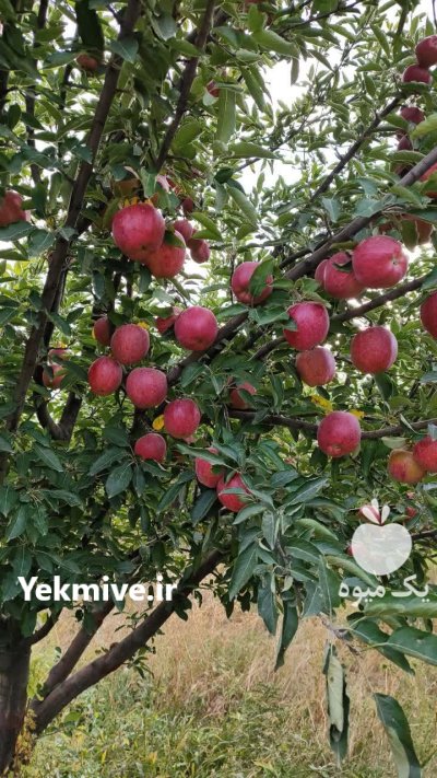 فروش سیب ارگانیک در تبریز در گروه خرید و فروش سیب در یکمیوه -عکس3