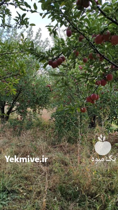 فروش سیب ارگانیک در تبریز در گروه خرید و فروش سیب در یکمیوه -عکس4