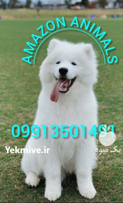 فروش سگ سامویید مو بلند وارداتی در گروه سگ و گربه در یکمیوه -عکس1
