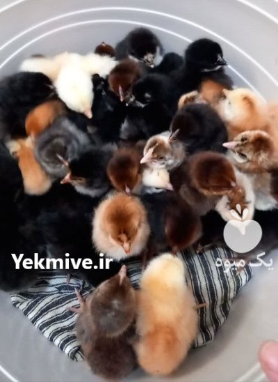 جوجه مرغ و جوجه غاز در ساری در گروه مرغ و خروس و بوقلمون و اردک قو قاز در یکمیوه -عکس2