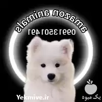 قیمت خرید توله سامویید و سگ در تهران در گروه سگ و گربه در یکمیوه