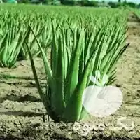 قیمت خرید برگ آلوئه ورا در گنبد کاووس در گروه خرید و فروش گیاهان دارویی در یکمیوه
