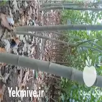 خرید نهال کبوده در میاندوآب در گروه خرید و فروش نهال در یکمیوه