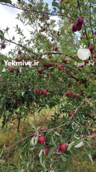 فروش سیب ارگانیک در تبریز در گروه خرید و فروش سیب در یکمیوه