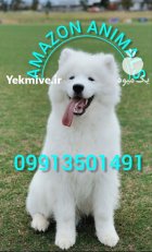 فروش سگ سامویید مو بلند وارداتی در گروه سگ و گربه در یکمیوه