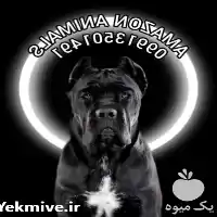 فروش سگ کن کورسو وارداتی در تهران در گروه سگ و گربه در یکمیوه