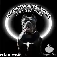 قیمت خرید سگ کن کورسو وارداتی در تهران در گروه سگ و گربه در یکمیوه