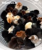 جوجه مرغ و جوجه غاز در ساری در گروه مرغ و خروس و بوقلمون و اردک قو قاز در یکمیوه