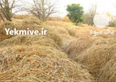 کاه کاه برنج در لاهیجان در گروه خوراک دام و طیور در یکمیوه -عکس2