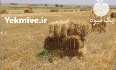 کاه کاه برنج در لاهیجان در گروه خوراک دام و طیور در یکمیوه -عکس1