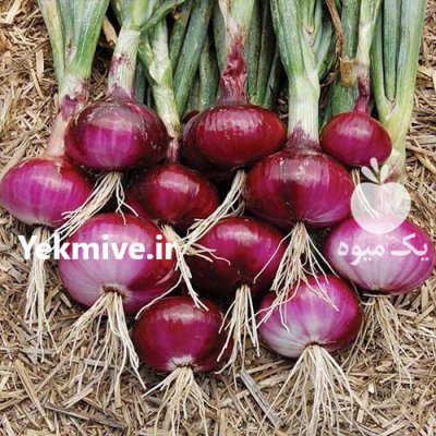 قیمت بذر پیاز قرمز 7030 در گروه خرید و فروش بذر پیاز در یکمیوه -عکس2