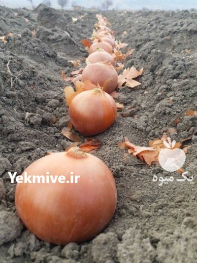 فروش بذر والنسیانا در قزوین در گروه خرید و فروش بذر پیاز در یکمیوه -عکس2