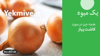 فروش بذر پیاز گلدن آی در شیراز در گروه خرید و فروش بذر پیاز در یکمیوه -عکس3