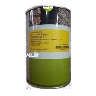 قیمت بذر پیاز زرد انزا چلسی در گروه خرید و فروش بذر پیاز در یکمیوه -عکس2